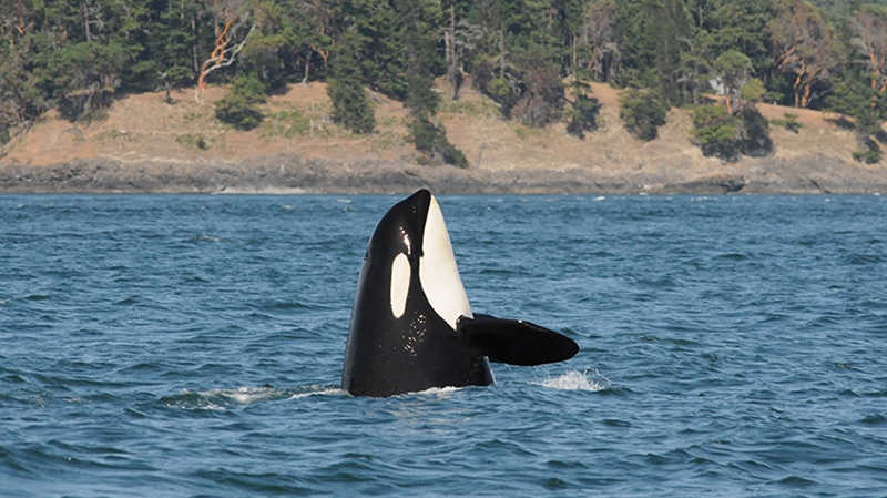 J14 missing orca