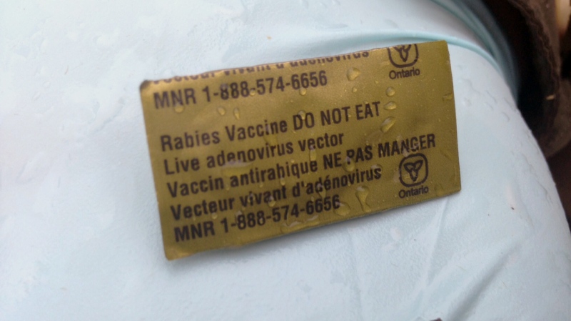 A piece of bait containing the rabies vaccine is pictured on Thursday, March 31, 2016. (Marc Venema / CTV Kitchener)