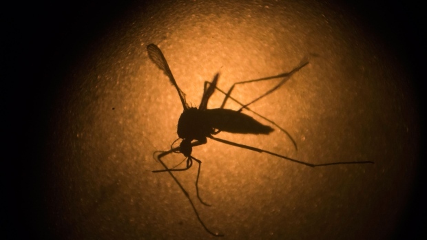 Mosquitoes Capable Of Spreading Zika Virus Found In Wayne County