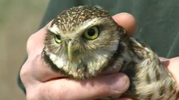 Calgary Zoo seeks to save endangered burrowing owls | CTV News