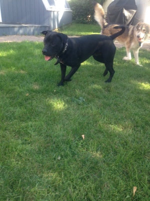 Tyson the pit bull has a new life in Saskatchewan after he moved to the province from Montreal, which is moving to ban the breed. (JAMIE FISCHER/CTV REGINA)