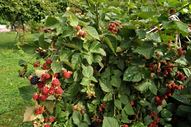 This undated photo provided by Lee Reich shows blackberries growing in New Paltz, N.Y. No need to fear here; canes bearing this heavy crop of blackberries are thornless, so won't 'bite' you. (Lee Reich via AP)
