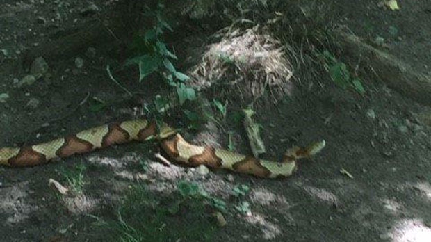 A snake, which has been identified as a copperhead, is seen in this photograph tweeted by the Town of Ajax on Wednesday, Aug. 31, 2016. (Twitter/@townofajax)