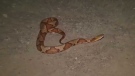 copperhead rattlesnake