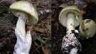Amanita phalloides, also known as the death cap mushroom, has been spotted in the Vancouver area again. Sept. 1, 2016. (BayAreaMushrooms.org)