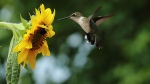 Catherine Hamilton snapped this photo of a hummingbird in her garden outside Petitcodiac, N.B.