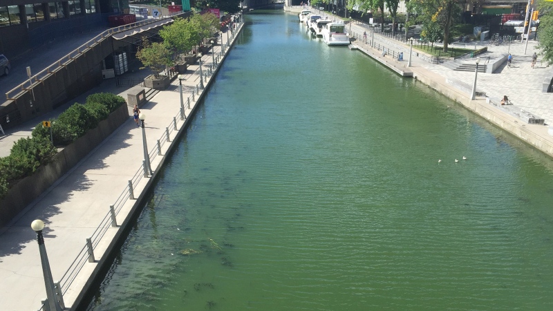 Rideau canal green with likely algae bloom