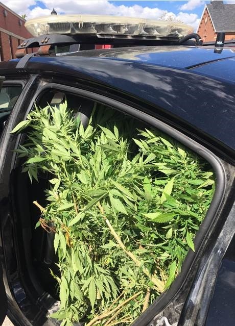 Pot plants seized by police in Chatham-Kent, Ont. (Courtesy Chatham-Kent police)