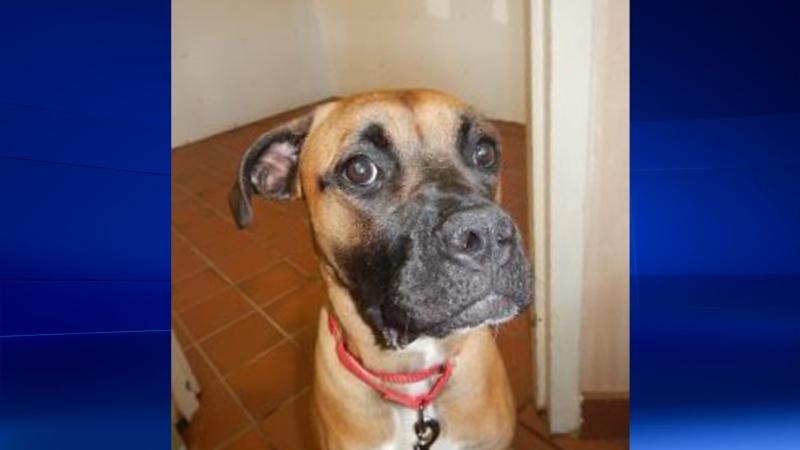 The Windsor/Essex County Humane Society is looking for Sado, a 1-year-old boxer-type dog. (Courtesy Windsor/Essex County Humane Society)