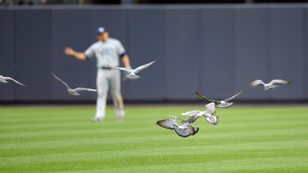 Chasing away pigeons at Yankee Stadium