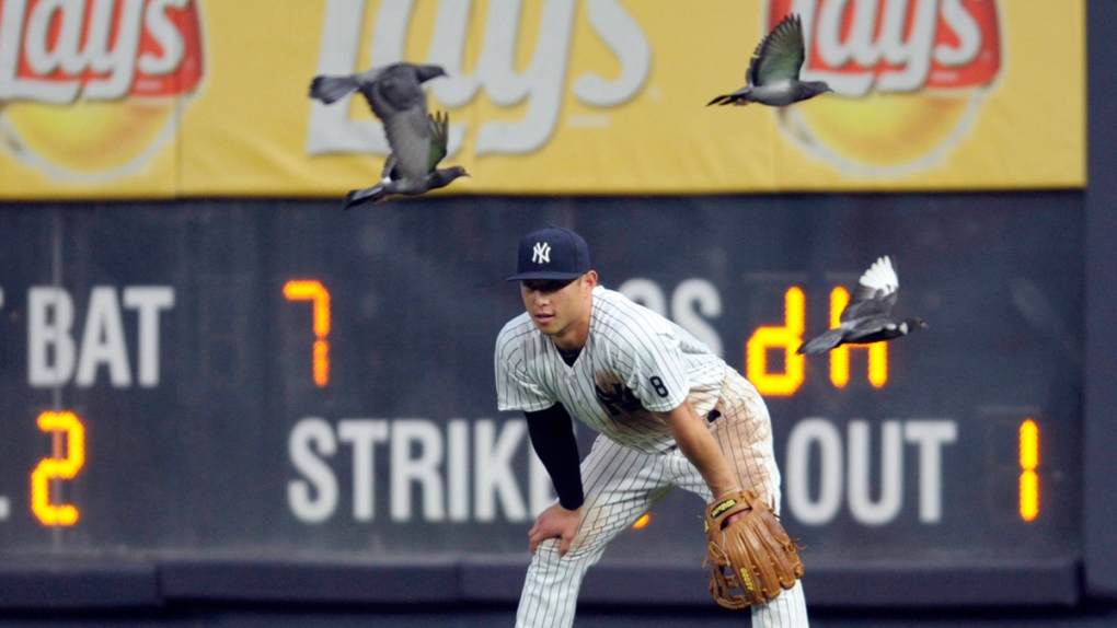 Pigeons at Yankee Stadium in New York