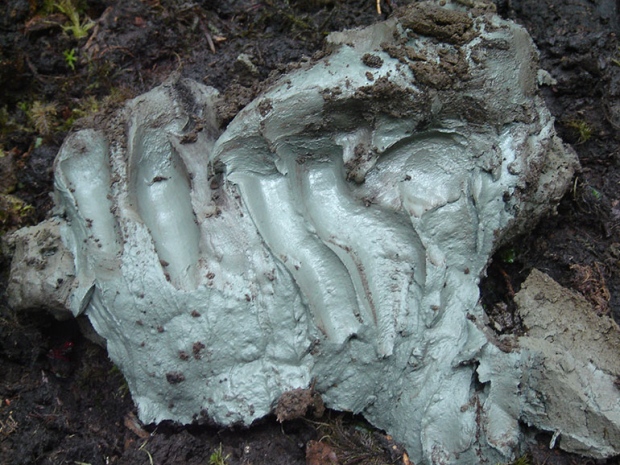 Shovel of clay from Kisameet Bay, B.C.