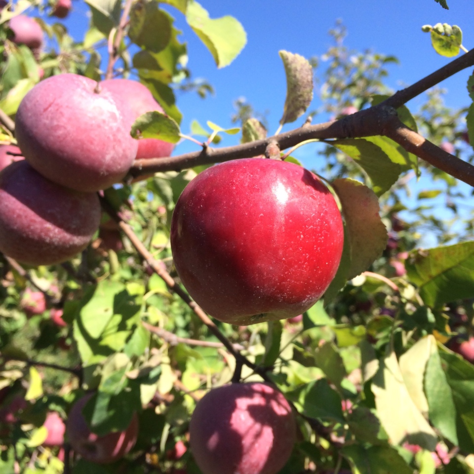 Apples at Avalon Orchards