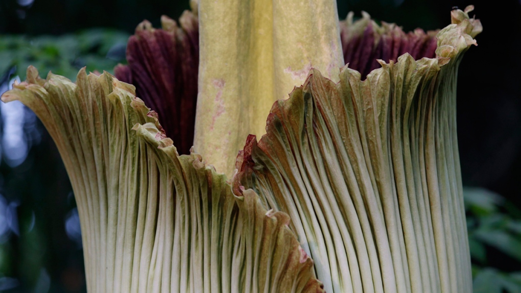 Corpse flower blooming in New York, 2016