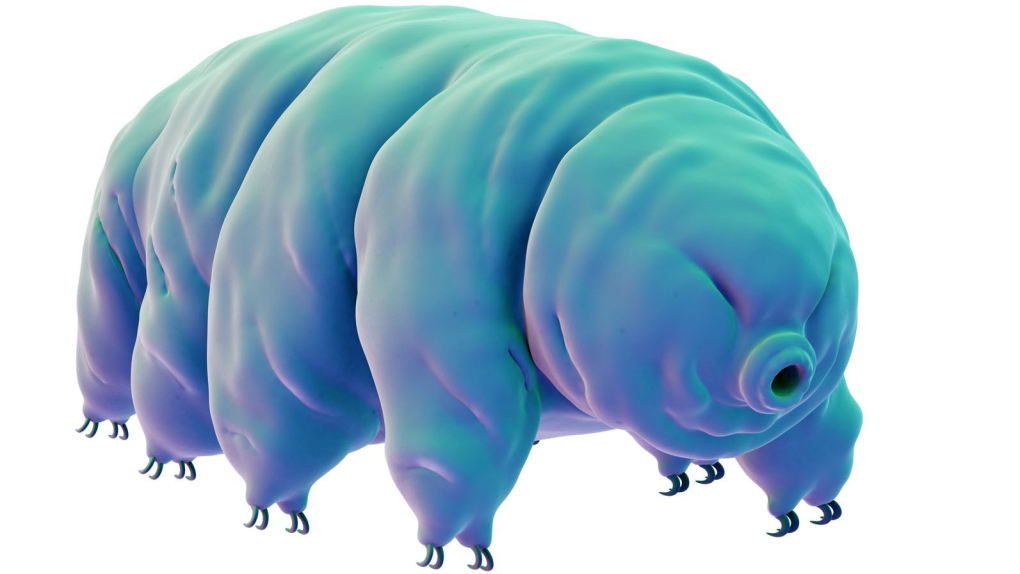 water bear protein