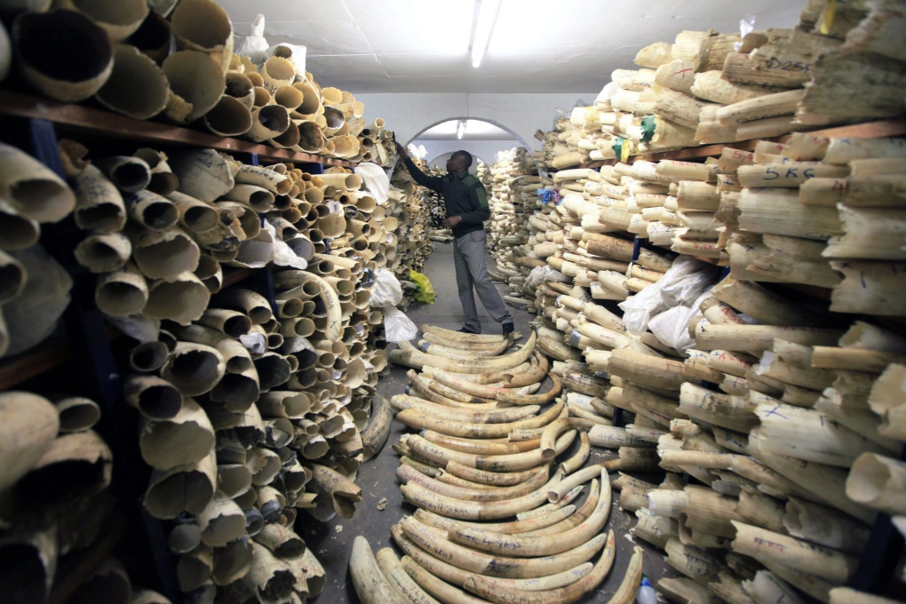 Ivory stockpile 