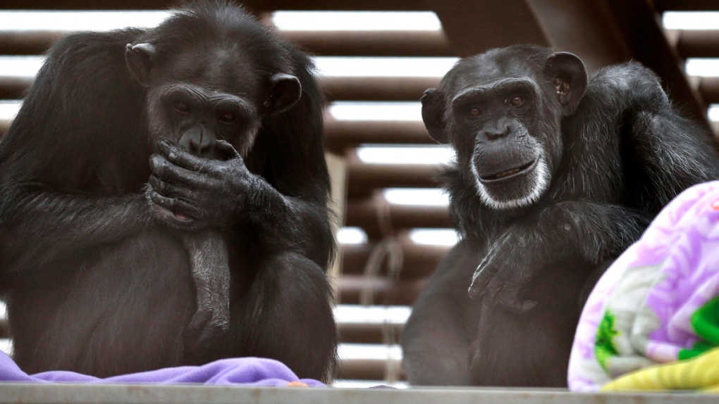 Chimps who live at Chimpanzee Sanctuary Northwest