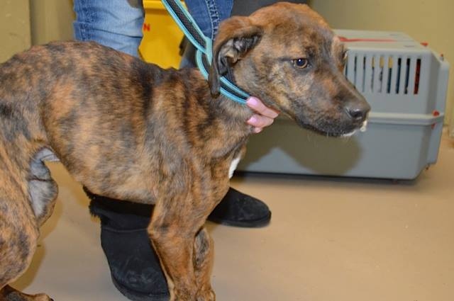 Reno, an underweight boxer-mix puppy, was turned over the Windsor/Essex County Humane Society in January of 2015. (photo courtesy: Windsor/Essex County Humane Society)