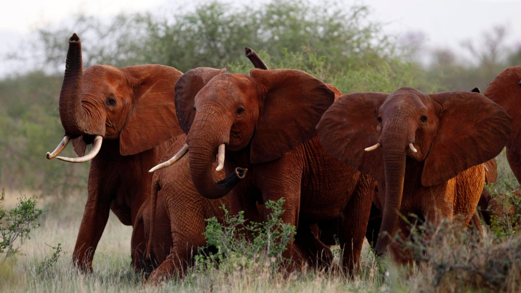 Elephants in Tsavo East national park, Kenya