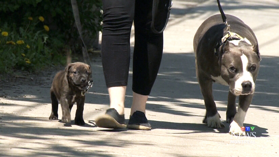  CTV Montreal: City council votes on dogs 