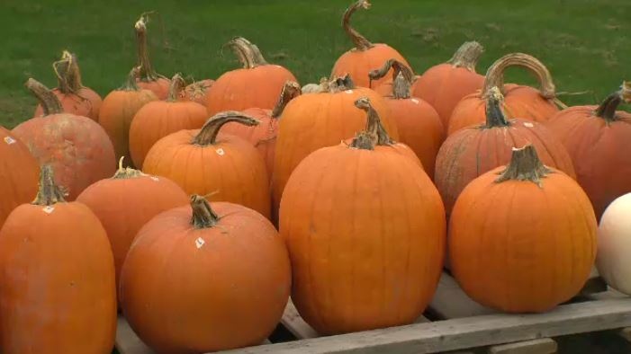 Pumpkin numbers down after hot, dry summer | CTV News