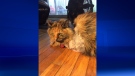 Jade the cat recovers after being shot with a gun. (Bryan Bicknell/CTV)