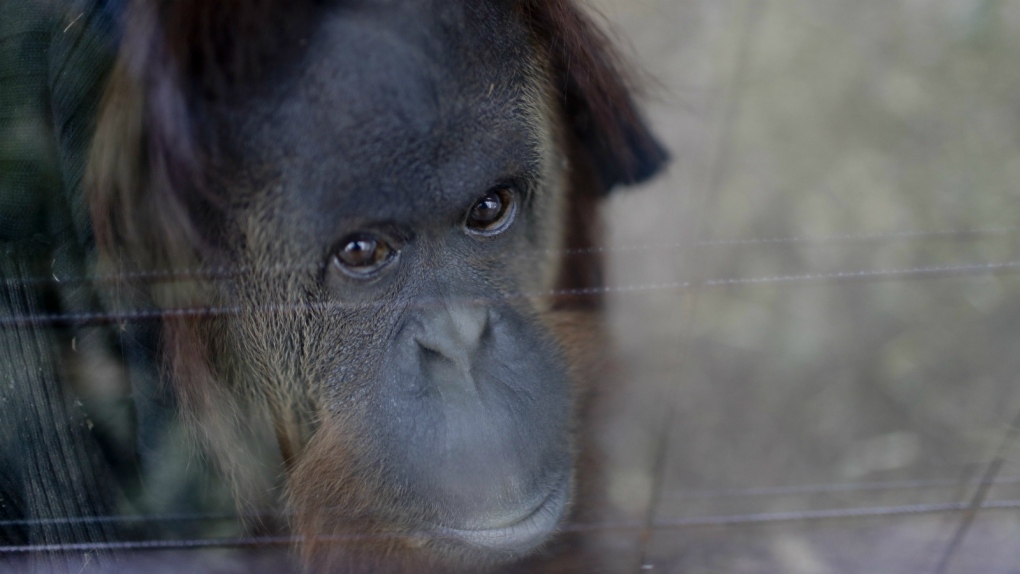 Orangutan release delayed by judge
