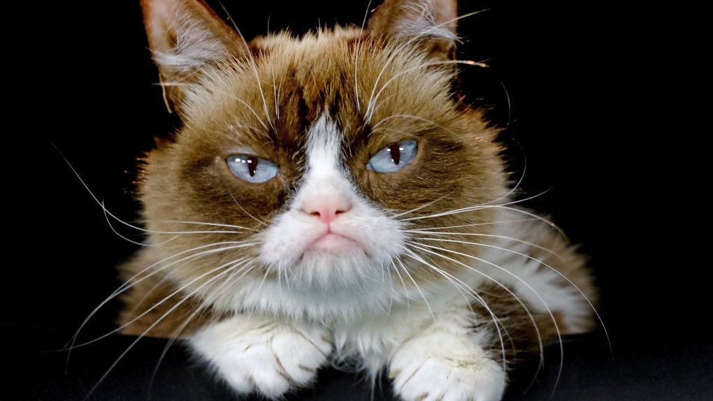 Grumpy Cat is joining Cats