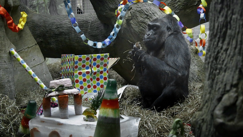 Colo, oldest known gorilla living in a zoo 