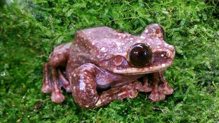 Toughie, Rabbs' fringe-limbed tree frog extinct