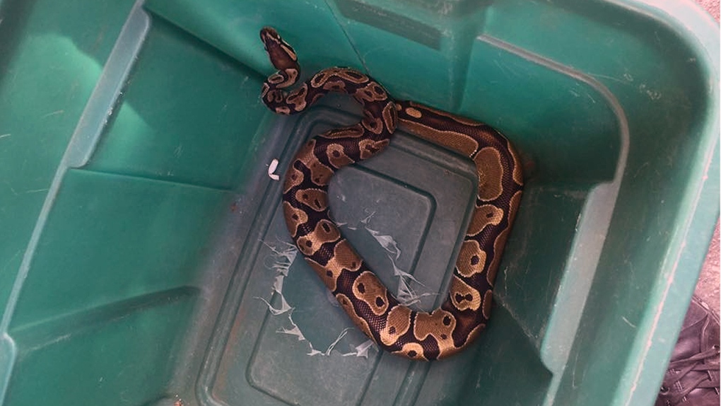 Lady the python was located on Oct. 3, 2016