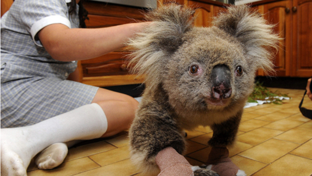 Reports That Bushfires Have Made Koalas Functionally Extinct Are Exaggerated Wildlife Experts Ctv News