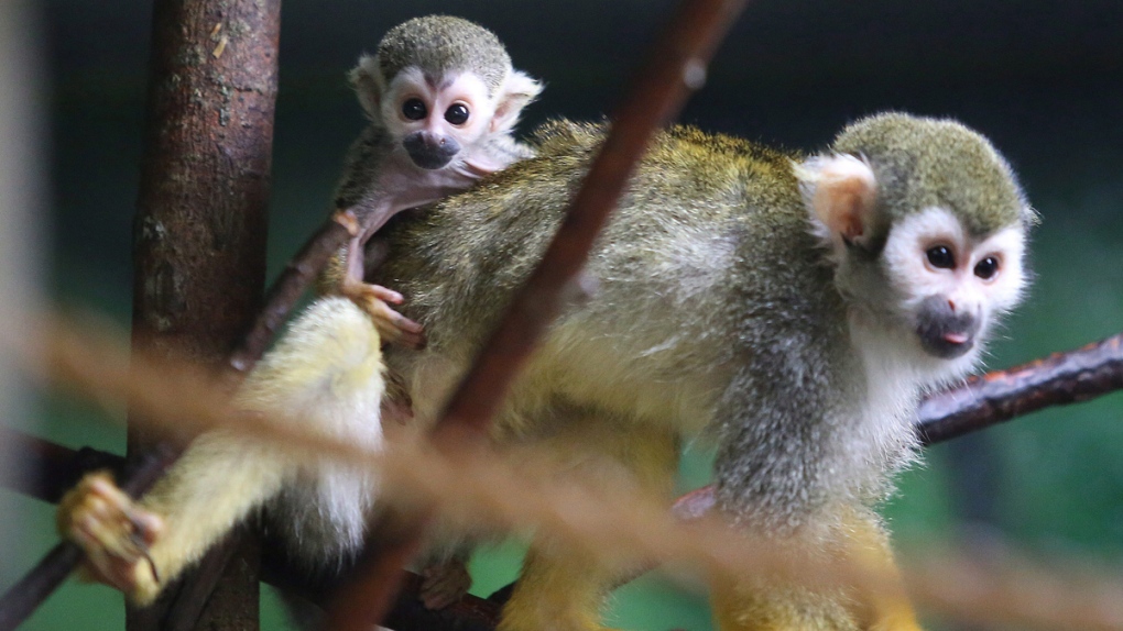 Baby Squirrel monkey rides on its mother's back