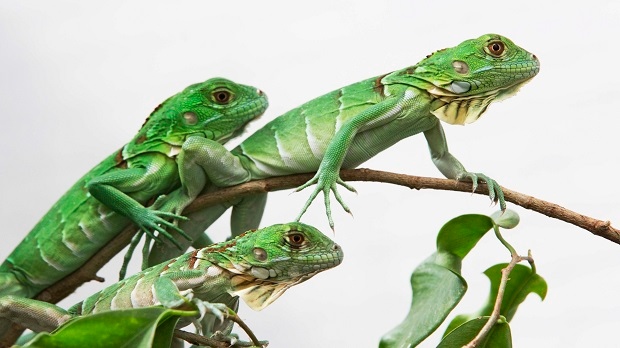 This photograph shows green iguanas in their terrarium at the Berlin Zoo in Germany in 2012. Green iguanas and other reptiles are being smuggled into Canada, according to authorities. (AP Photo/Gero Breloer)