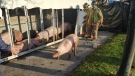 Pigs are seen wandering around on a Burlington road after the truck they were being transported in crashed. (Dave Ritchie/ CP24)