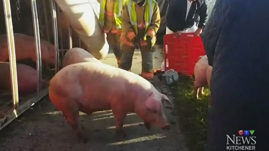 CTV Kitchener: Pig truck crash  