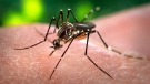 A mosquito acquires a blood meal from a human at the Center for Disease Control in Atlanta in 2006. (Center for Disease Control and Prevention / James Gathany)