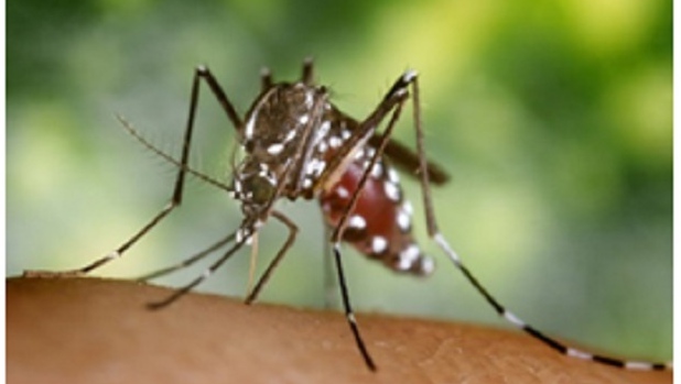 Aedes albopictus mosquito 