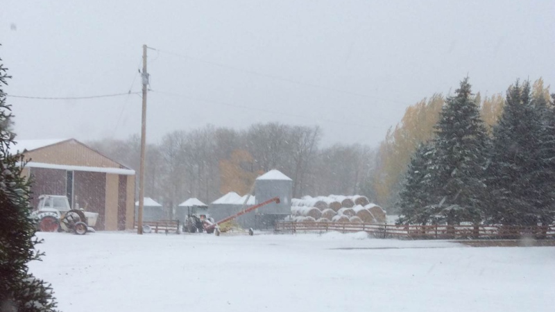 Snow blanketed a farm in Rossburn, MB this week. (Noreen Maduke/MyNews) 