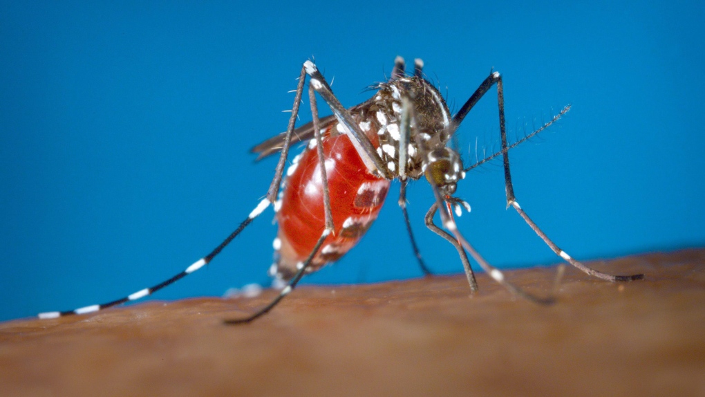 Aedes albopictus 