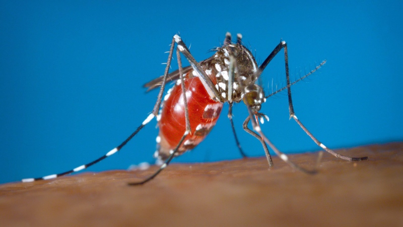 This 2003 photo provided by the Centers for Disease Control and Prevention shows a female Aedes albopictus mosquito acquiring a blood meal from a human host. (James Gathany/Centers for Disease Control and Prevention via AP)