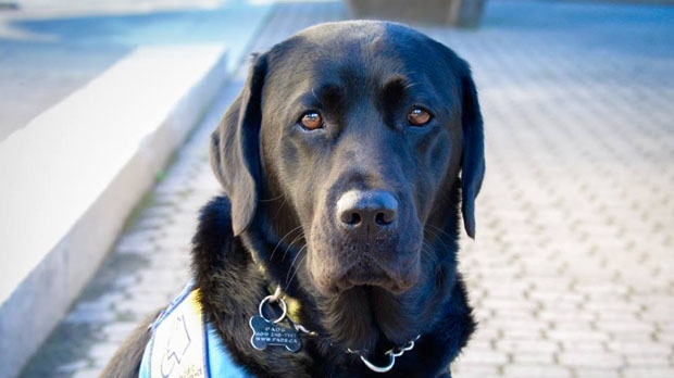 Assistance dog now offering support to victims