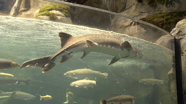 Sturgeon in Tsawwassen Mills store aquarium euthanized