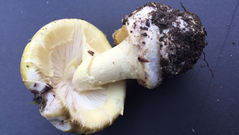 A 'death cap' mushroom is shown in a handout photo. (Vancouver Island Health Authority) 