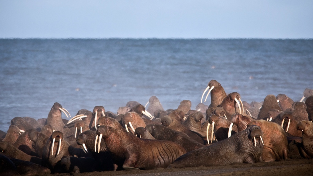 Walruses gather near Point Lay, Alaska