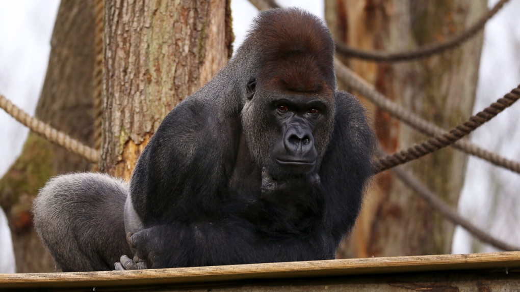 Silverback gorilla Kumbuka in London