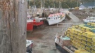 About 10 boats left Alma, N.B. on Friday for the start of what is expected to be a good lobster season.
