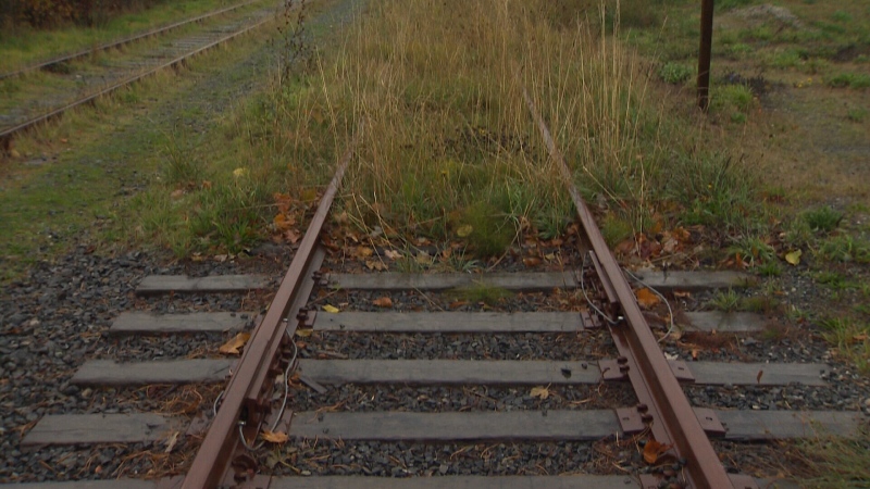 An overgrown section of the old E&N rail line between Langford and Victoria is shown. Oct. 14, 2016. (CTV Vancouver Island)