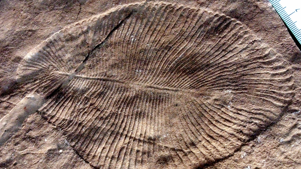 Dickinsonia costata fossil