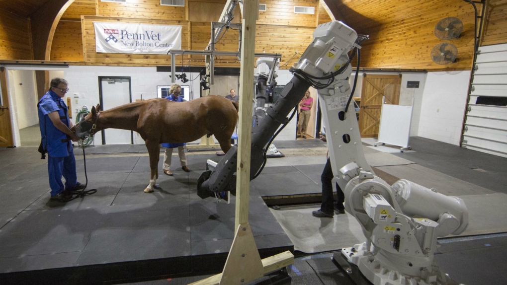 Vets hope to use horse CT scans to help humans
